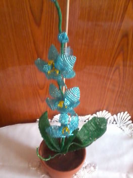 Kék orchidea2