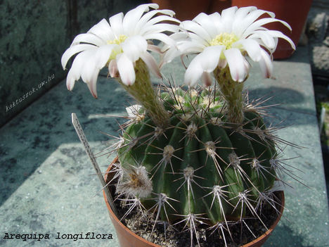 longiflora