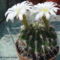 longiflora