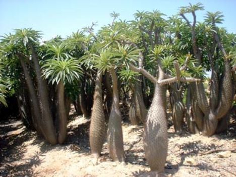 madagaskari pálma saját környezetében
