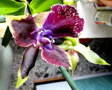 Orchideák 12; Zygopetalum