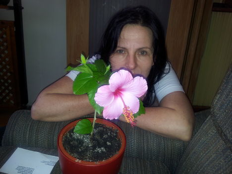 Rozsaszin hibiscus 3