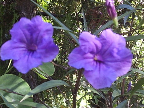 Ruellia. 160 cm magas. A virága egy napig él.