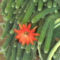 small_118060771012