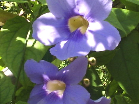 Thunbergia