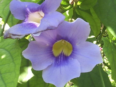 Thunbergia