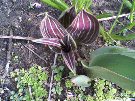 tulipánlevél