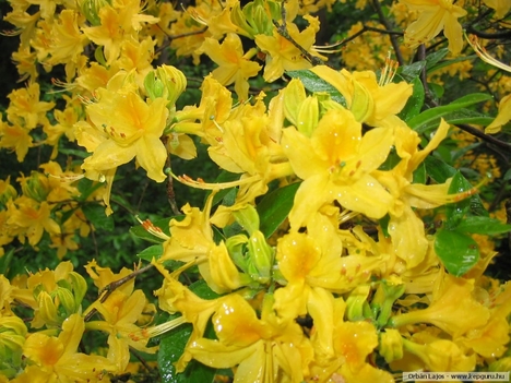 Ez is rhododendron