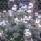 Kép000jpg Cifra levelű virág