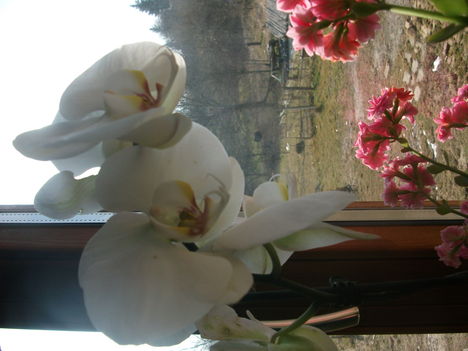 Névnapi orchidea