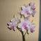 pöttyös orchidea