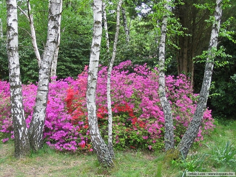 Rododendron 10