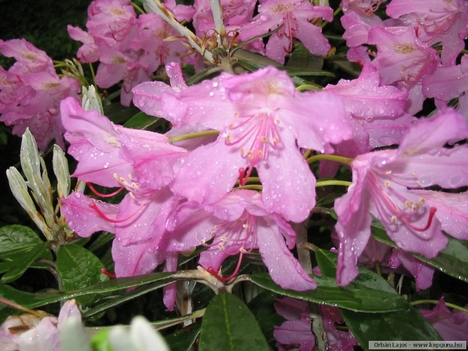 Rododendron 12