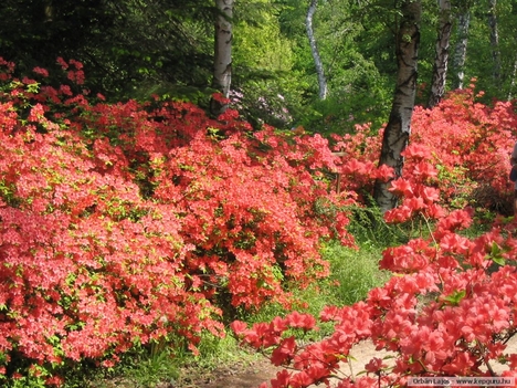 Rododendron 7