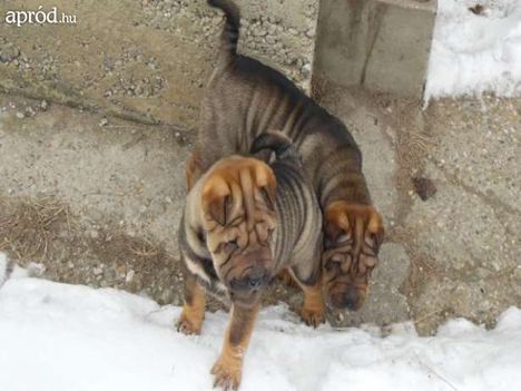 17632627_2_644x461_shar-pei-kolyok-kutyak-tolts-fel-fenykepeket_rev001