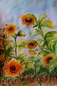 IMG_3741  Napraforgók