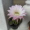 kicsi kaktuszom is hozott virágot