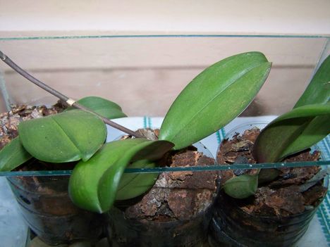 Orchideák és szaporításuk 2013 szept