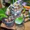Orchideák és szaporításuk 2013 szept