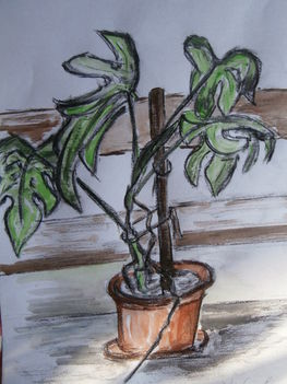Philodendron