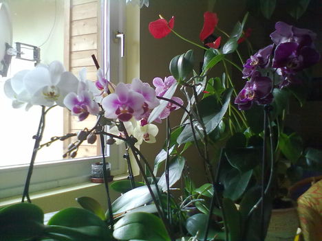 Virágzó orchideáim '13 06 24 004
