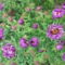 évelő őszirózsa lila