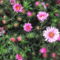 évelő őszirózsa rózsaszín