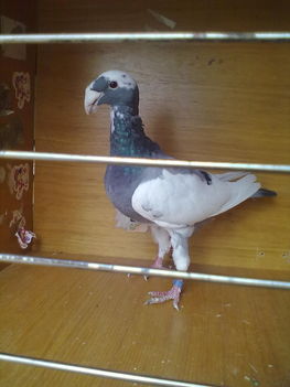 TARKA TOJO