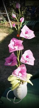 Orchidea