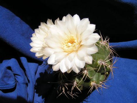Fehér Gymnocalycium  