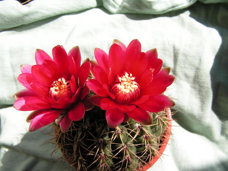 Gymnocalycium