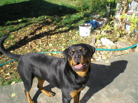 Ilsa 1