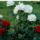 Rozsak2013__1417252_9075_t