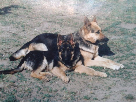 Sába és Zazu
