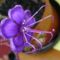 2013 okt.1, Ibolyafa virága közelről