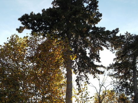 DSCF4018