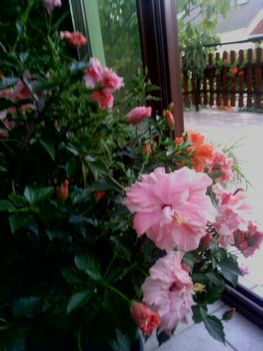 2013 okt. Halvány rózsaszínű Hibiszkusz.