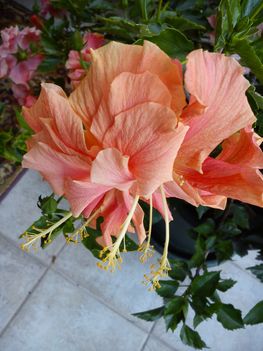 2013 okt.Hibiscus közelről