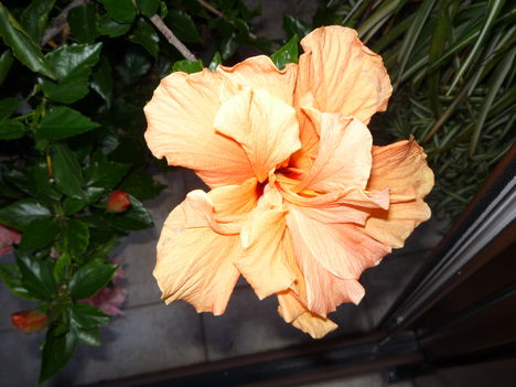 2013 okt.Hibiskusz "kreatív" módban fotózva.