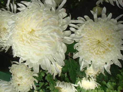DSC07407