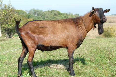 Enrico