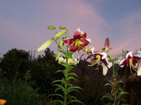 2013.07.10