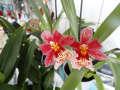 2013 ORCHIDEÁI 11
