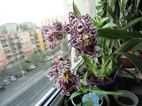 2013 ORCHIDEÁI 15