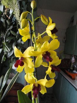 2013 ORCHIDEÁI 21