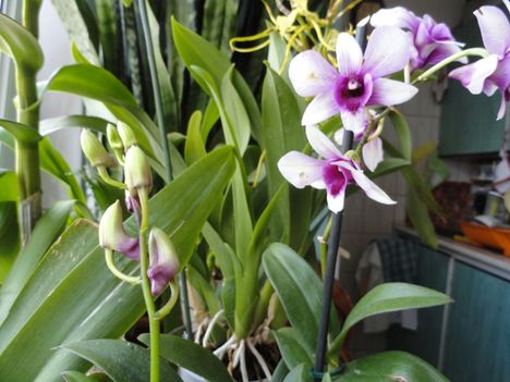 2013 ORCHIDEÁI 26