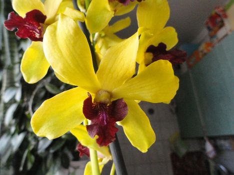 2013 ORCHIDEÁI 27