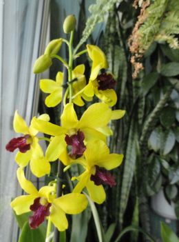 2013 ORCHIDEÁI 2