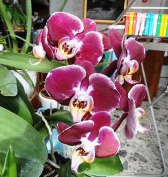 2013 ORCHIDEÁI 4