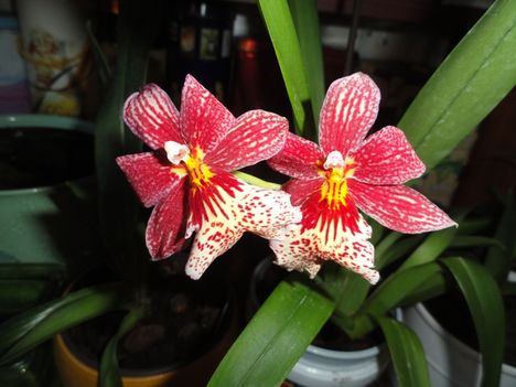 2013 ORCHIDEÁI 6